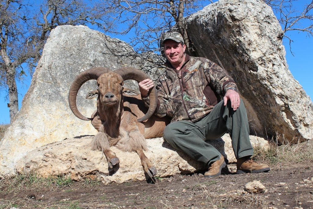 pending-sci-world-record-aoudad-texas-hunting-forum